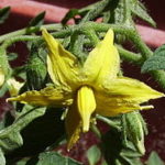 Permalink to: Choosing Seeds