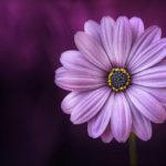 Permalink to: The Other, Co-Occurring Virus and How to Prevent It