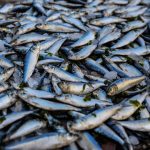Permalink to: Can Fish Oil Help Prevent or Recover From COVID?